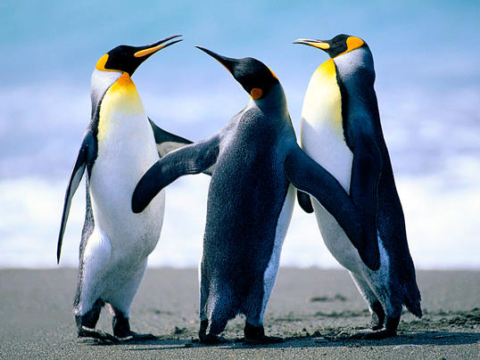 Penguins Penguins
