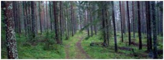 skog