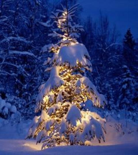 small_christmas-tree small_christmas-tree